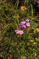 Plancia ëd Primula farinosa L.