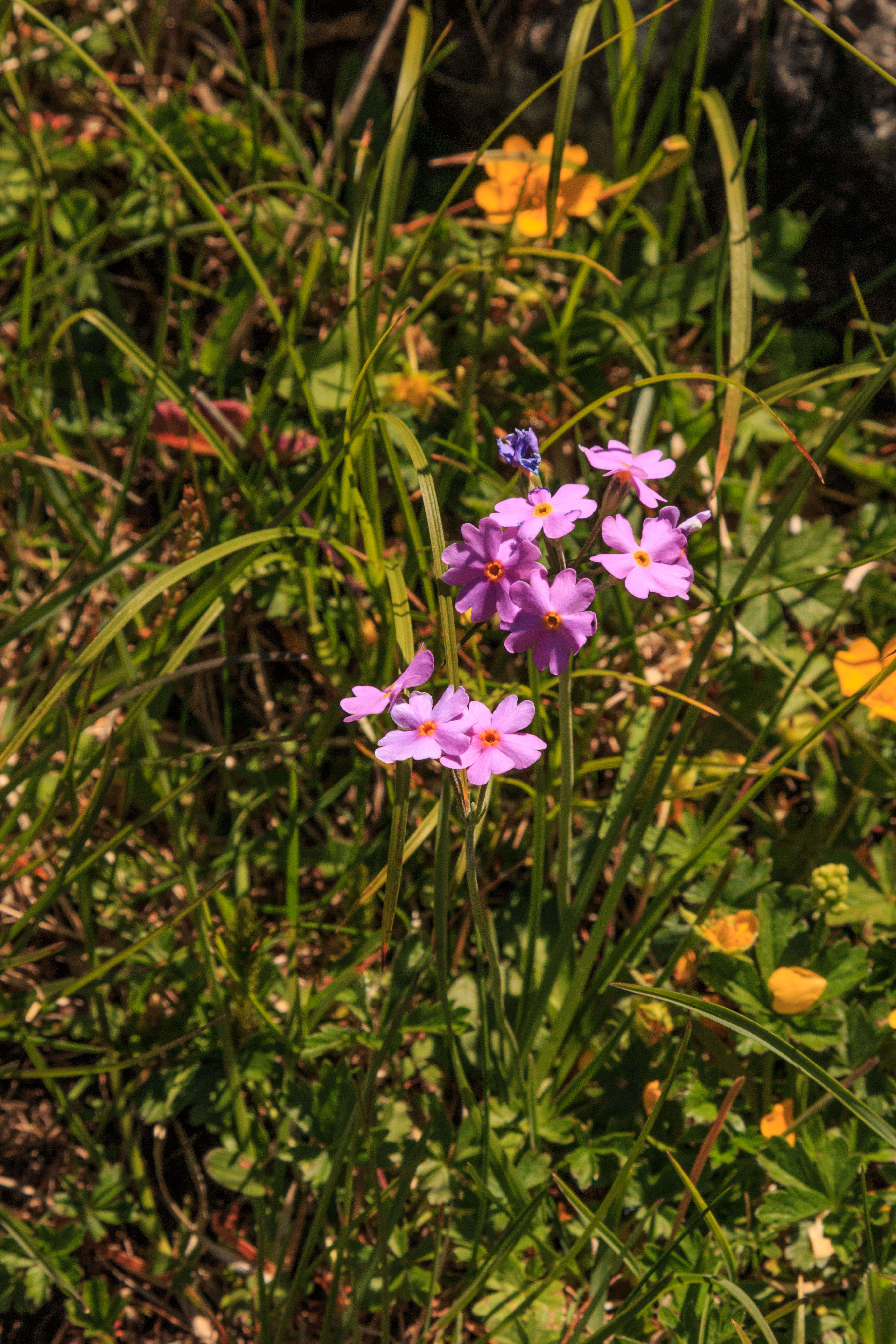 Plancia ëd Primula farinosa L.