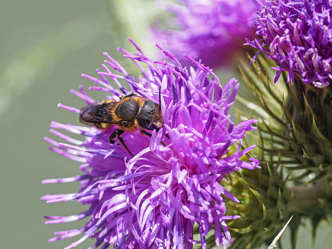 Image of Osmia niveata (Fabricius 1804)