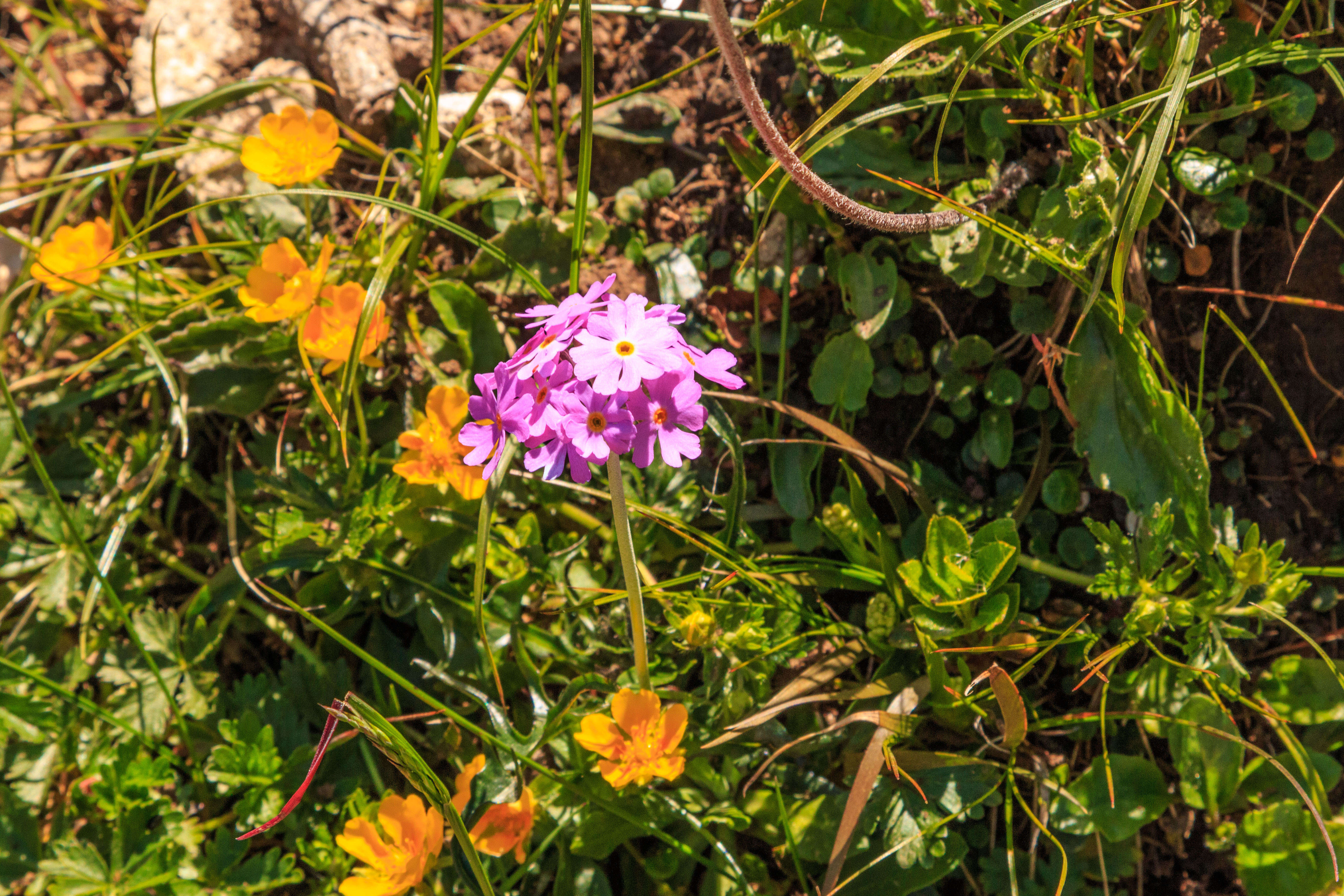 Plancia ëd Primula farinosa L.