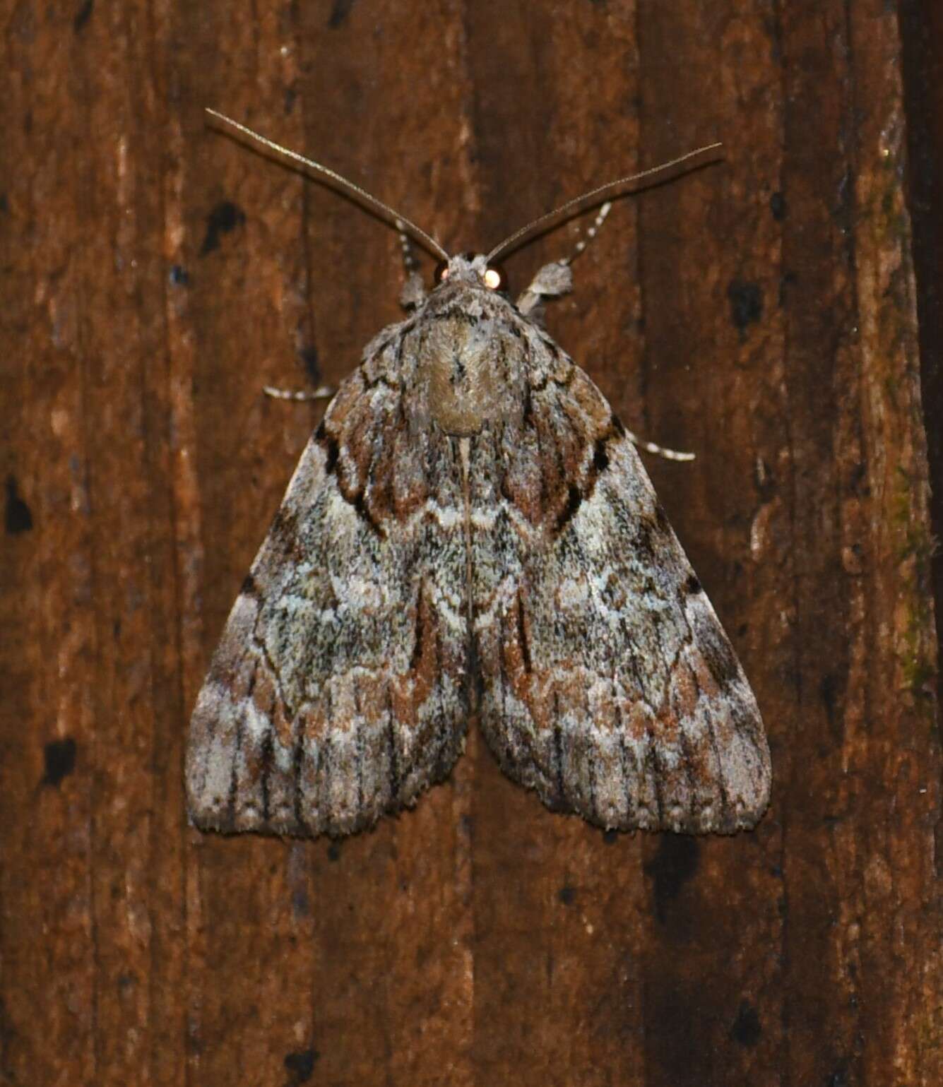 Image of Hawthorn Underwing