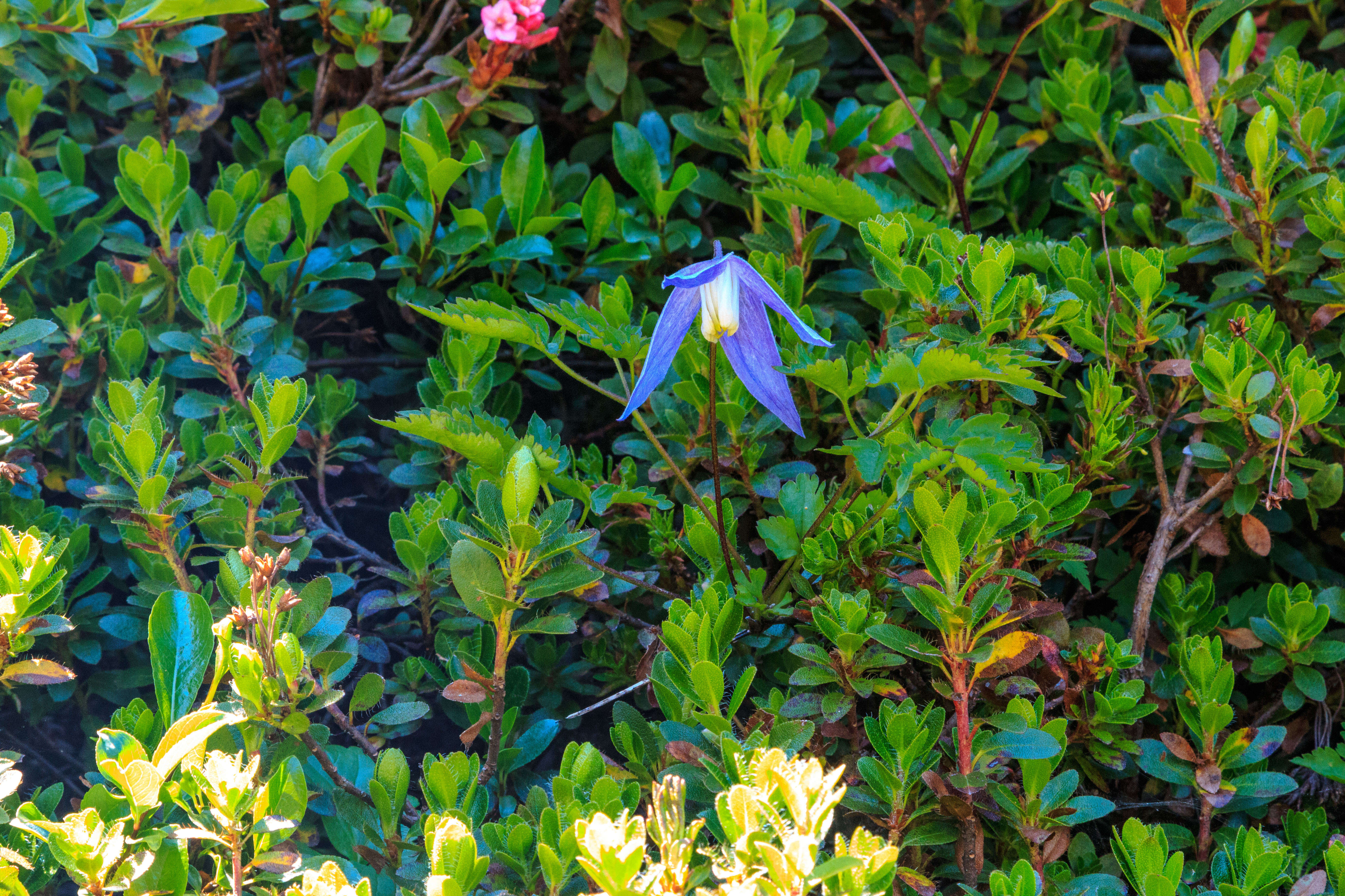 Слика од Clematis alpina (L.) Miller