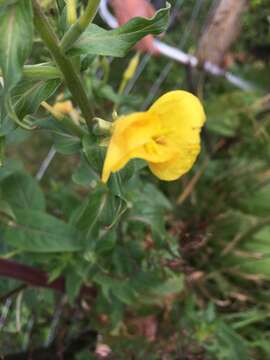 Слика од Oenothera parviflora L.