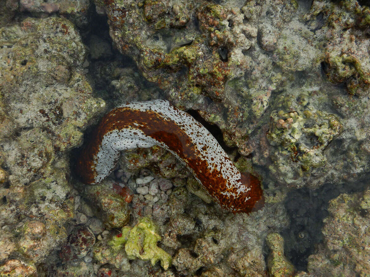 Image de Actinopyga mauritiana (Quoy & Gaimard 1834)