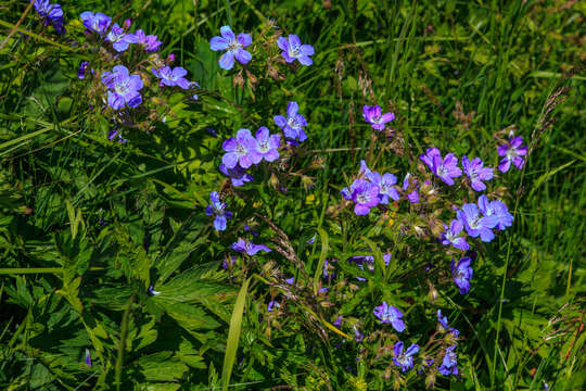 Image of Wood Crane's-bill