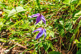 Imagem de Clematis alpina (L.) Miller