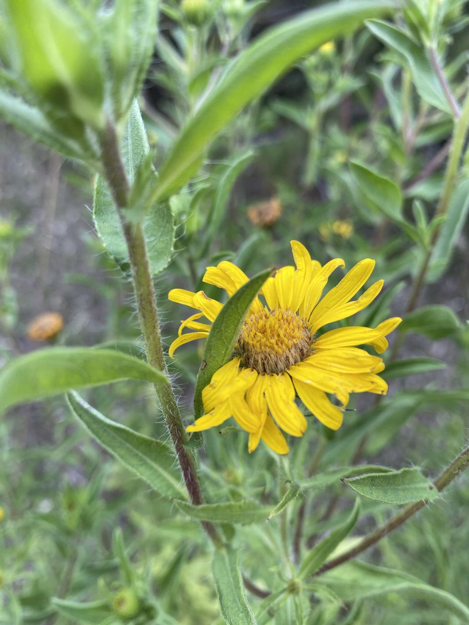 Image of lemonyellow false goldenaster