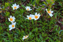 Imagem de Dryas octopetala L.