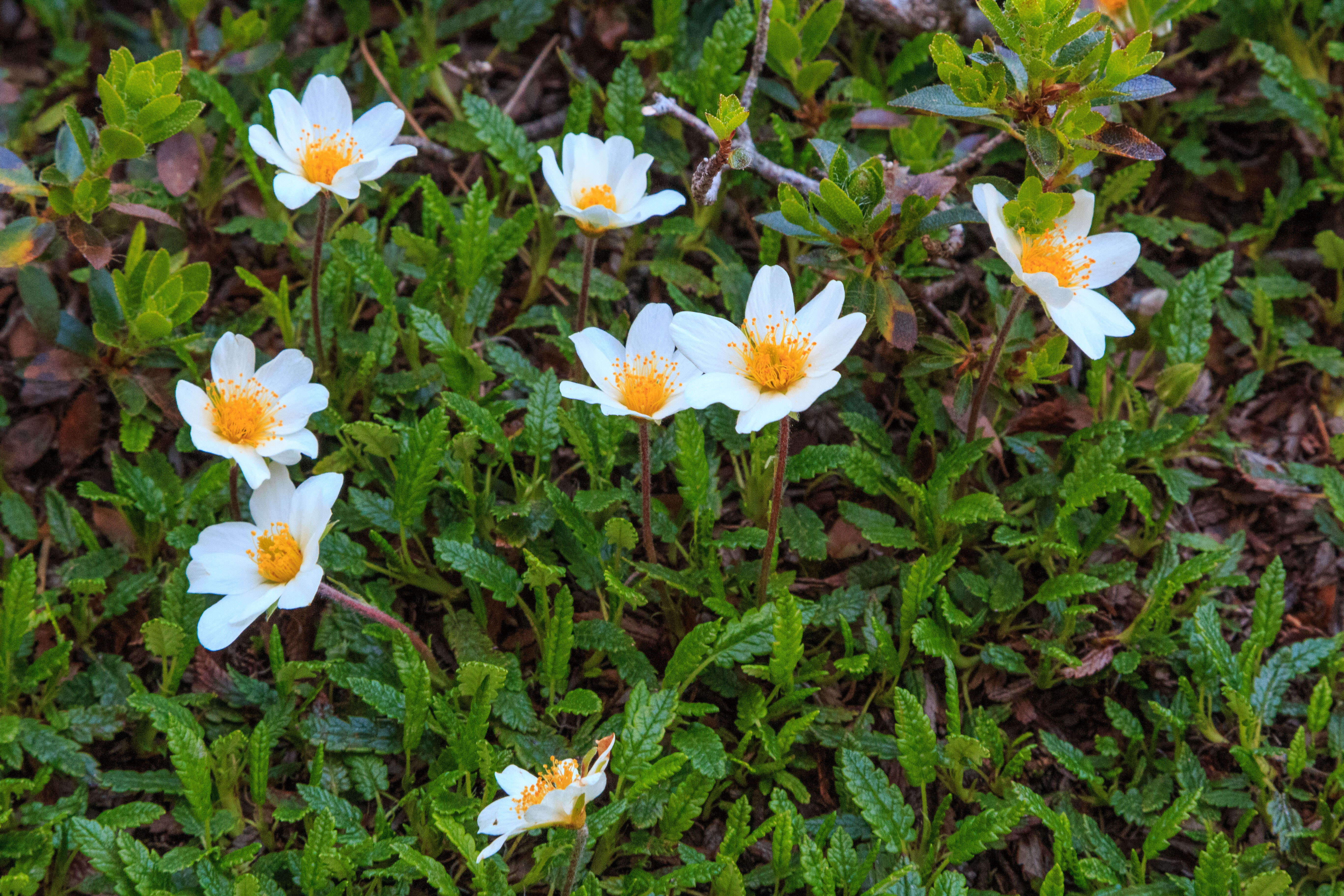 Imagem de Dryas octopetala L.