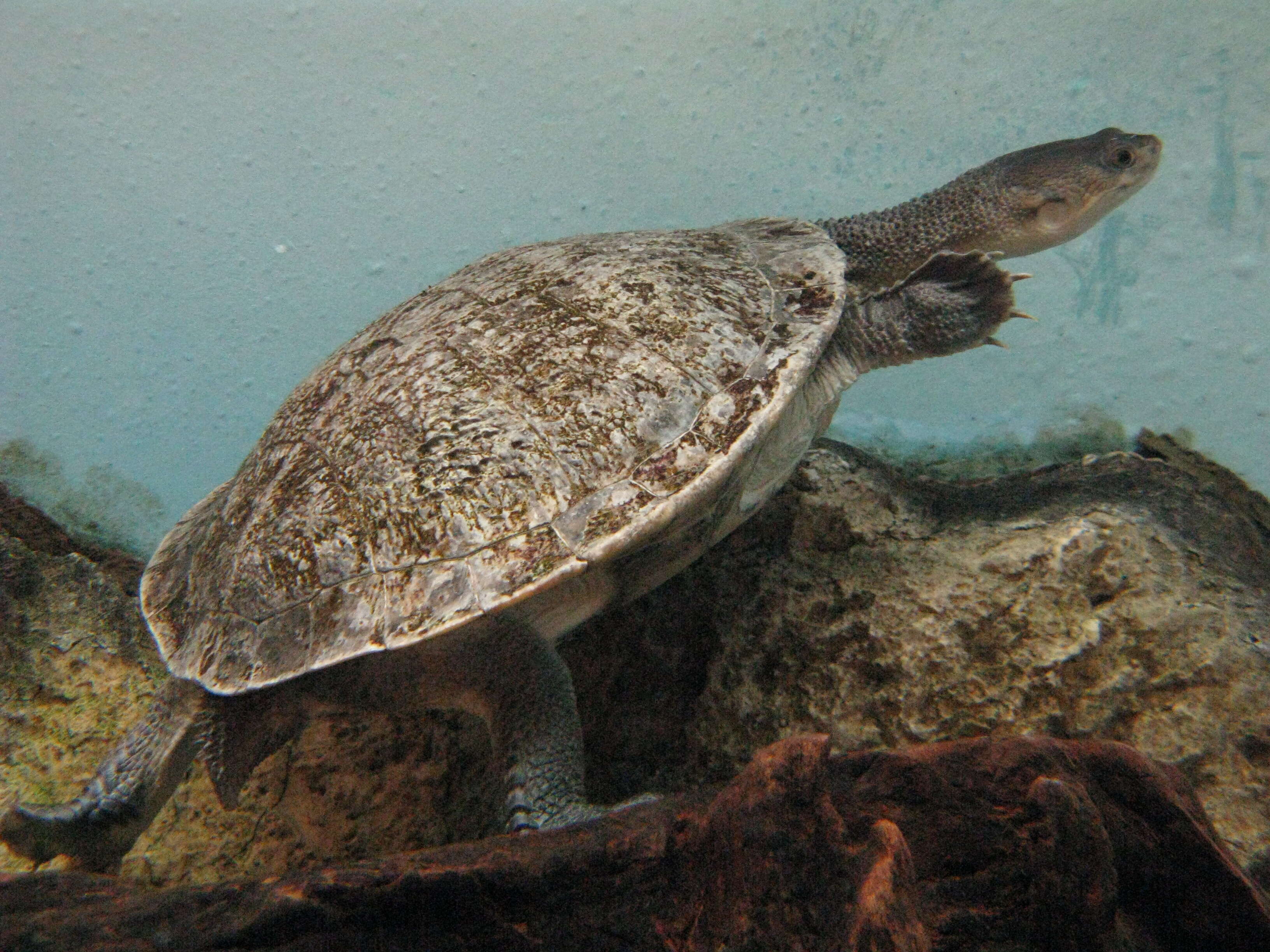 Image of Siebenrock’s Snake-necked Turtle; oblonga