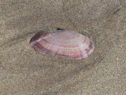 Image of Faroe sunset shell