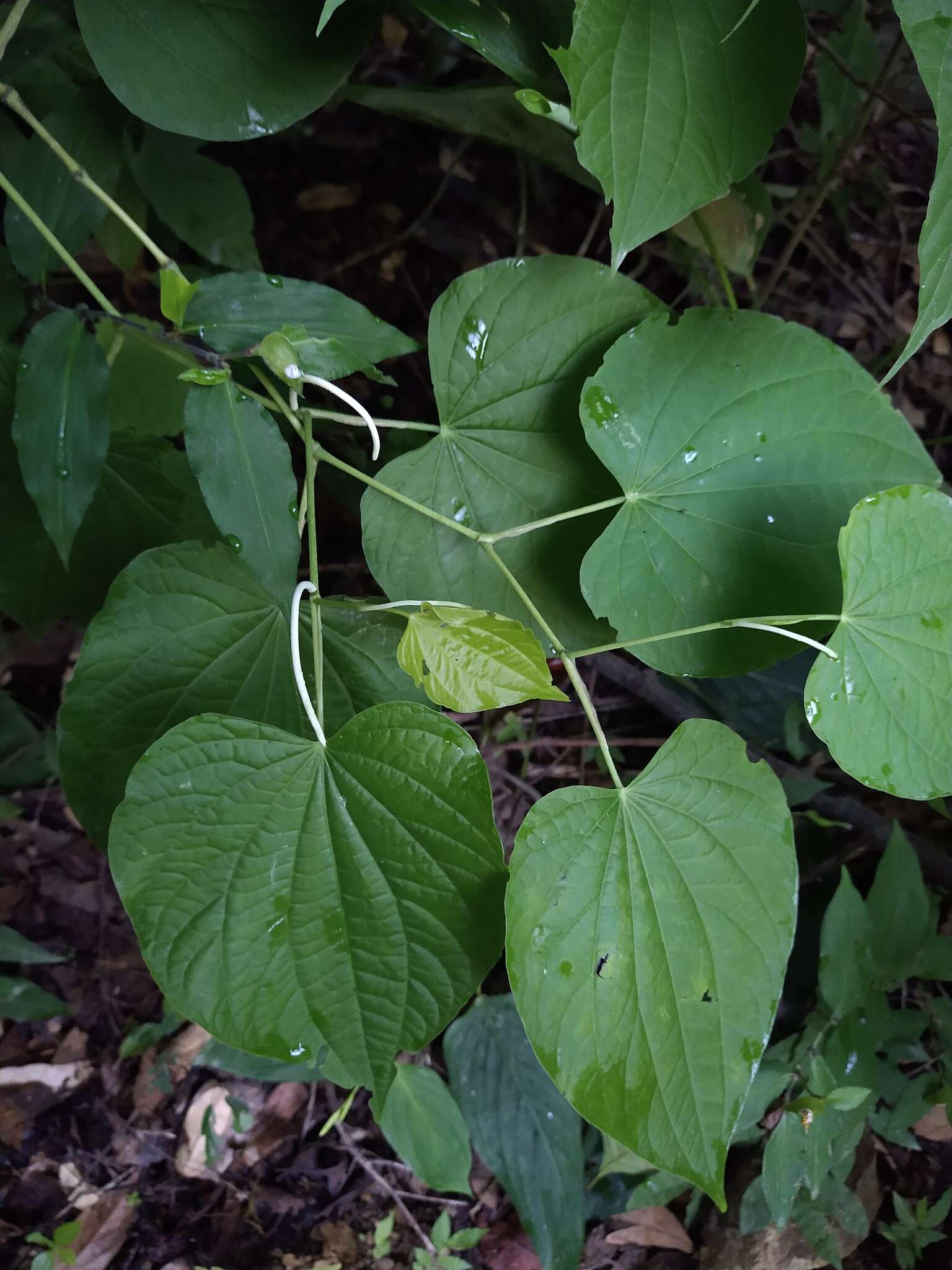 Image de Piper marginatum Jacq.