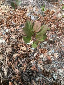 Sivun Viburnum edule (Michx.) Raf. kuva