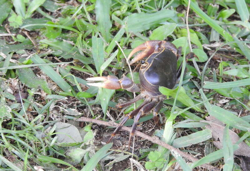 Image of Potamonautes isimangaliso Peer, Perissinotto, Gouws & Miranda 2015