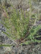 Image of Baccharis conferta Kunth