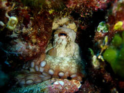 Image of Common octopus