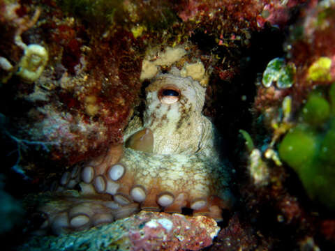 Image of Common octopus