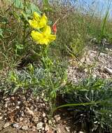 Oenothera tubicula Gray resmi