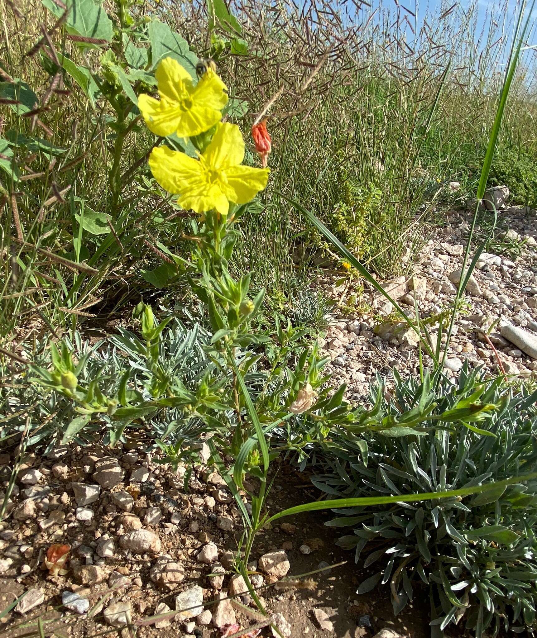 Oenothera tubicula Gray resmi