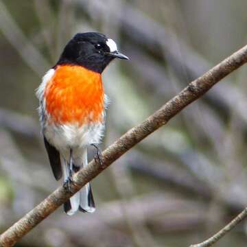 Image of Scarlet Robin