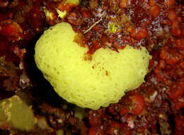 Image of yellow Clathrina