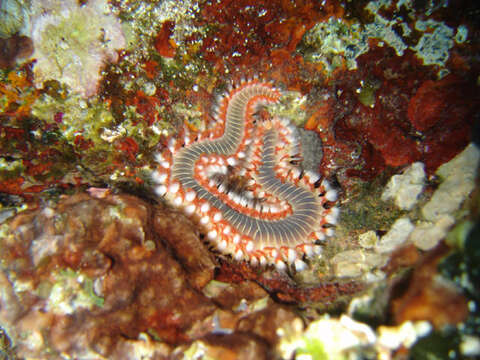 Image of Bearded Fireworm