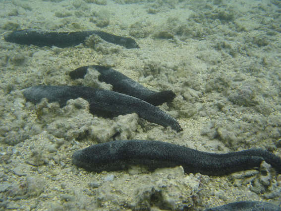 Holothuria (Mertensiothuria) leucospilota (Brandt 1835) resmi