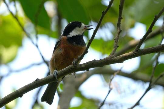 Image of Chestnut-bellied Tit