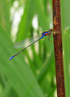 Image of Small Red-Eyed Damselfly