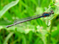 Image of Small Red-Eyed Damselfly