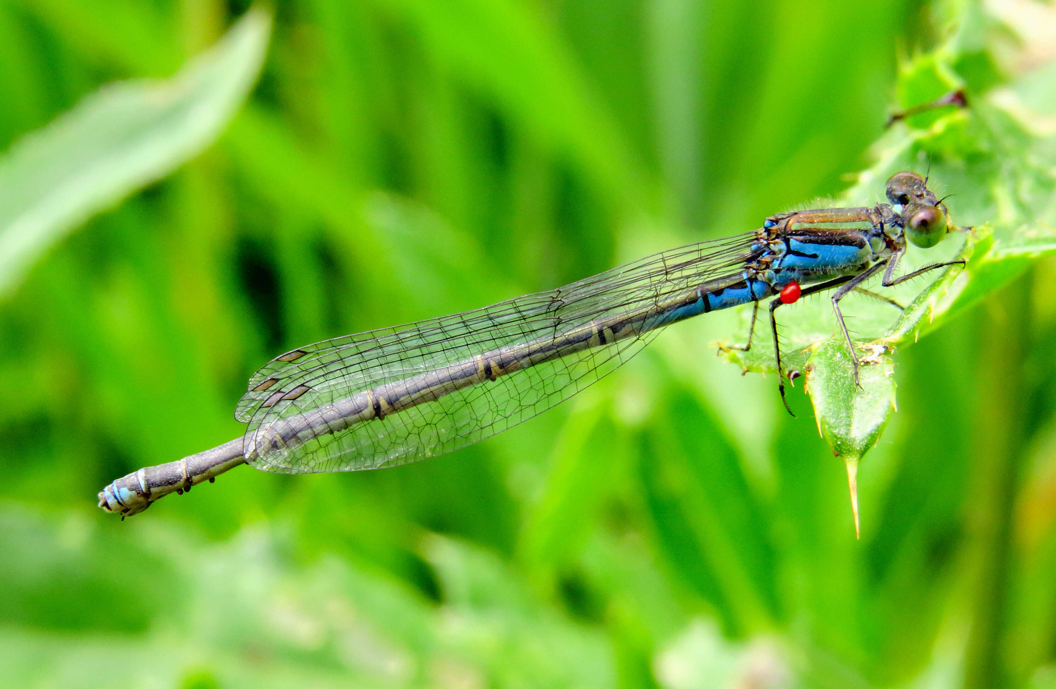 Image of Small Red-Eyed Damselfly