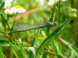 Image of Small Red-Eyed Damselfly