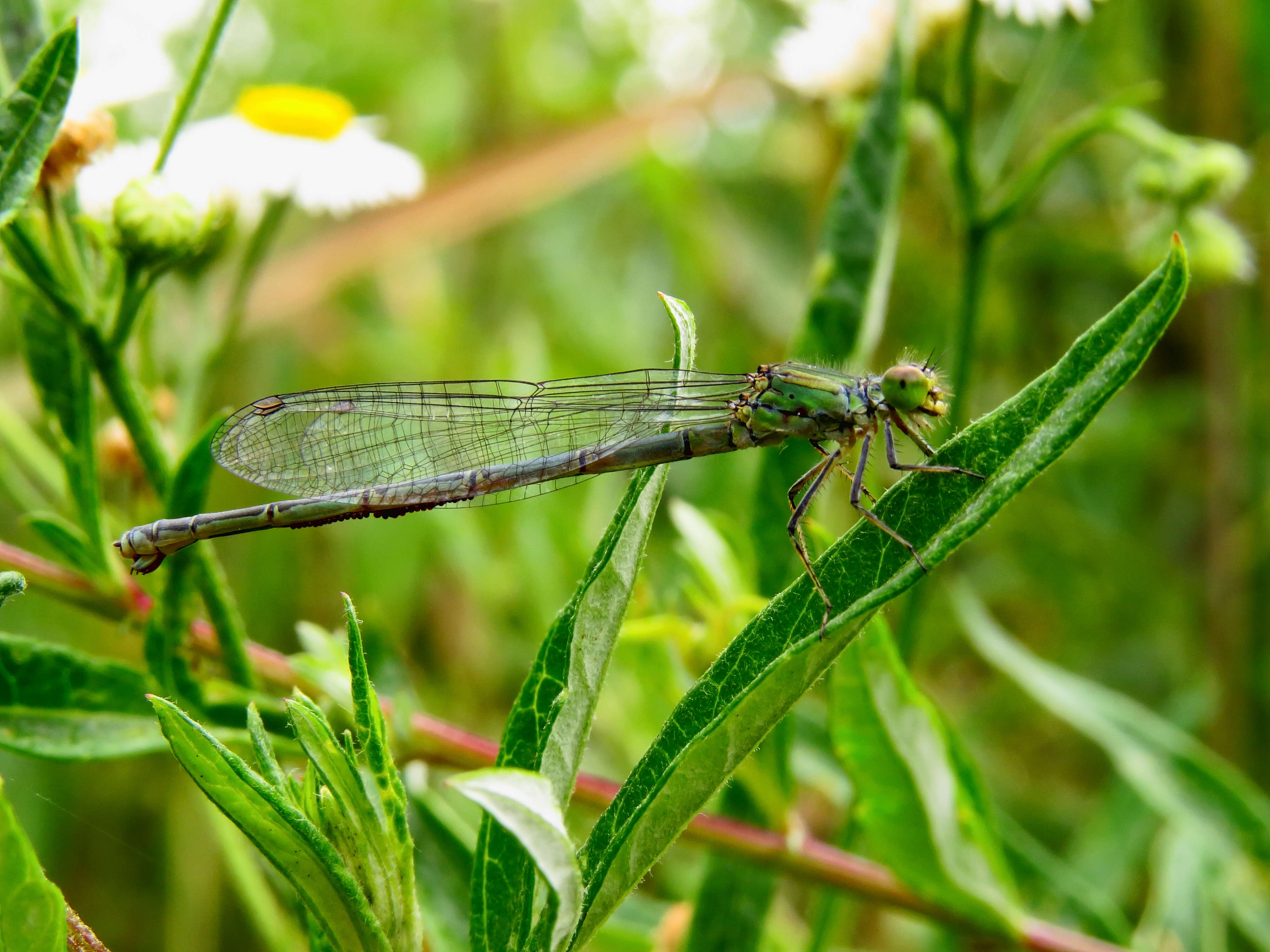 Image de L’agrion Vert