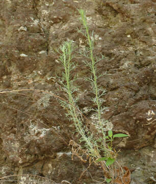 Image of Carruth's sagewort