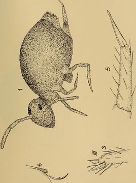 Image of Sminthurinus