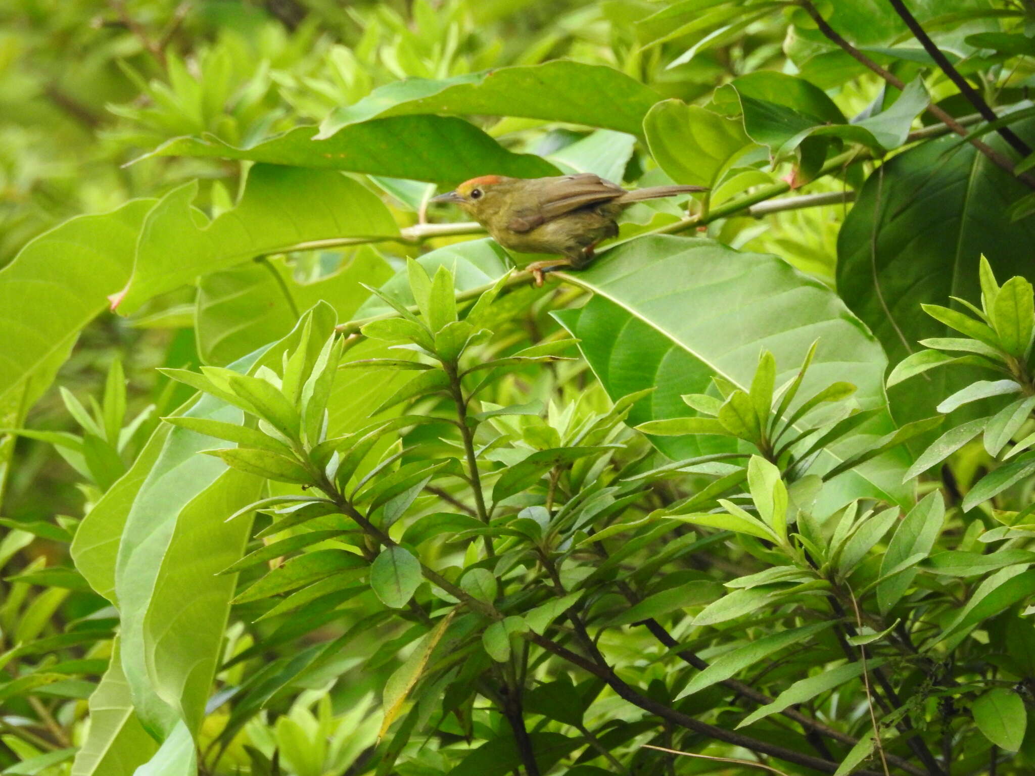 Imagem de Cyanoderma ruficeps (Blyth 1847)