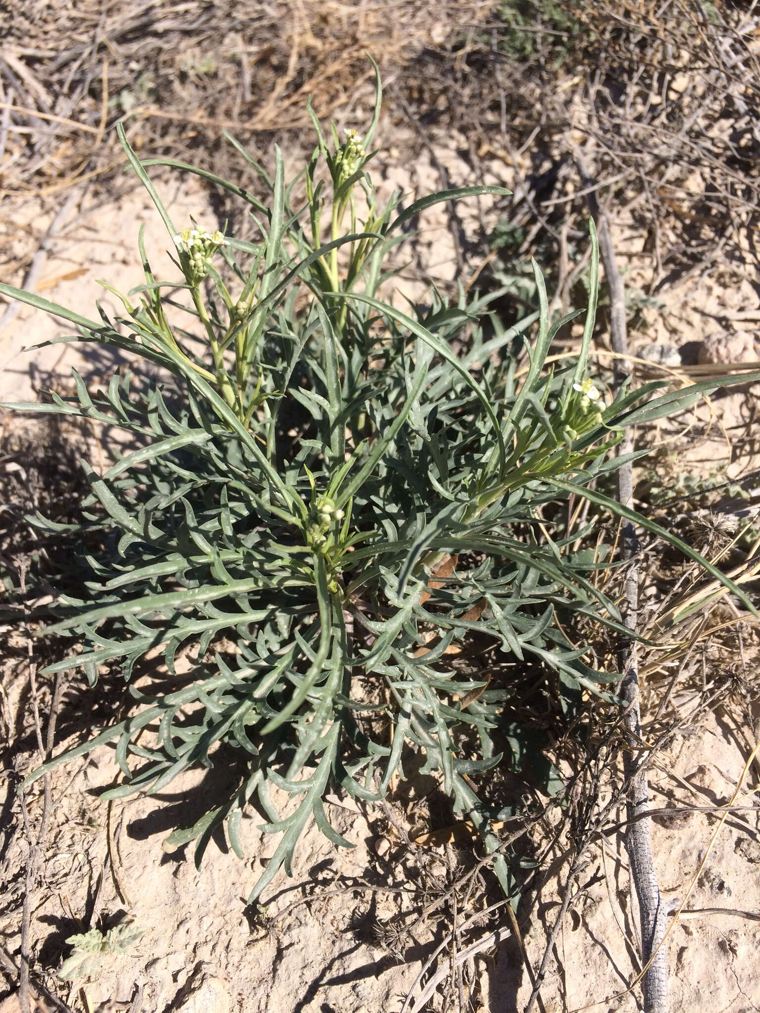 Sivun Lepidium alyssoides A. Gray kuva