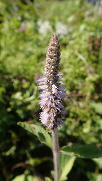 Plancia ëd Pogostemon auricularius (L.) Hassk.