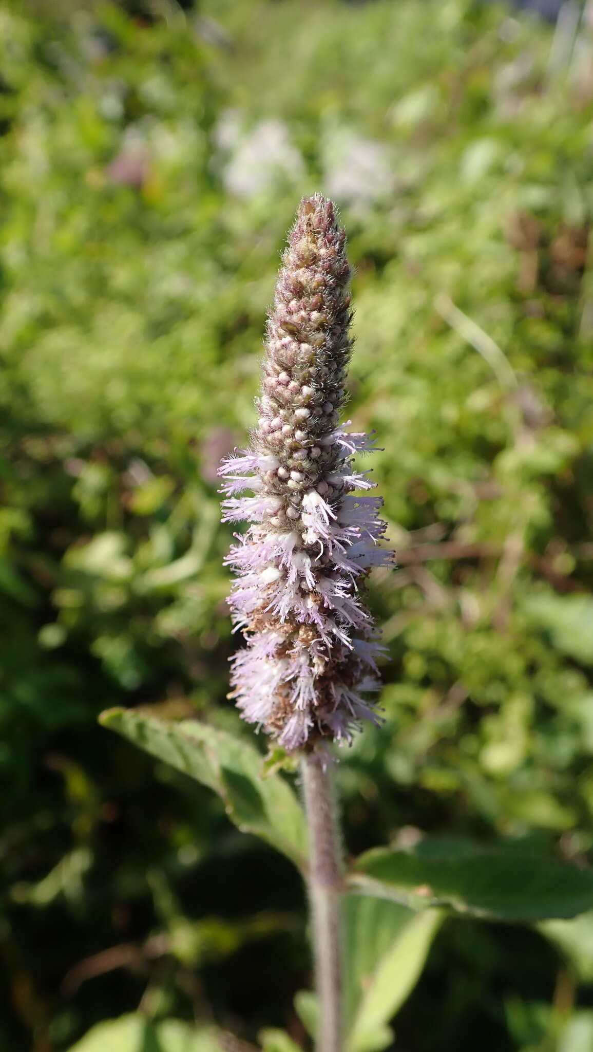 Image of Pogostemon auricularius (L.) Hassk.