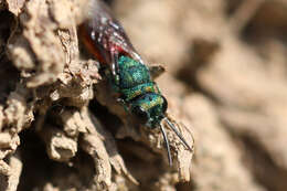 Image of <i>Pseudochrysis neglecta</i>