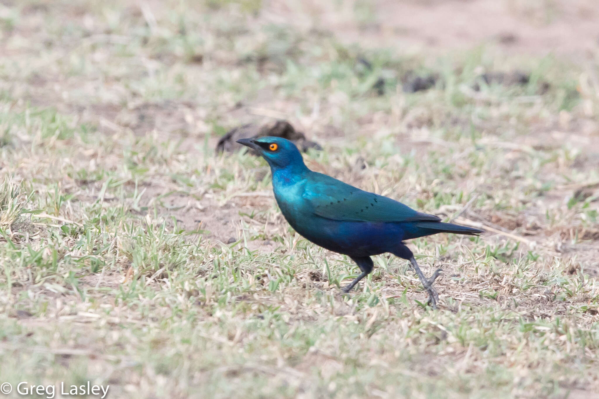 Imagem de Lamprotornis chalybaeus Hemprich & Ehrenberg 1828