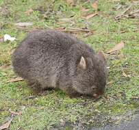 Image of Bare-nosed Wombats