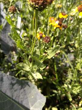 Image of alkali sunflower