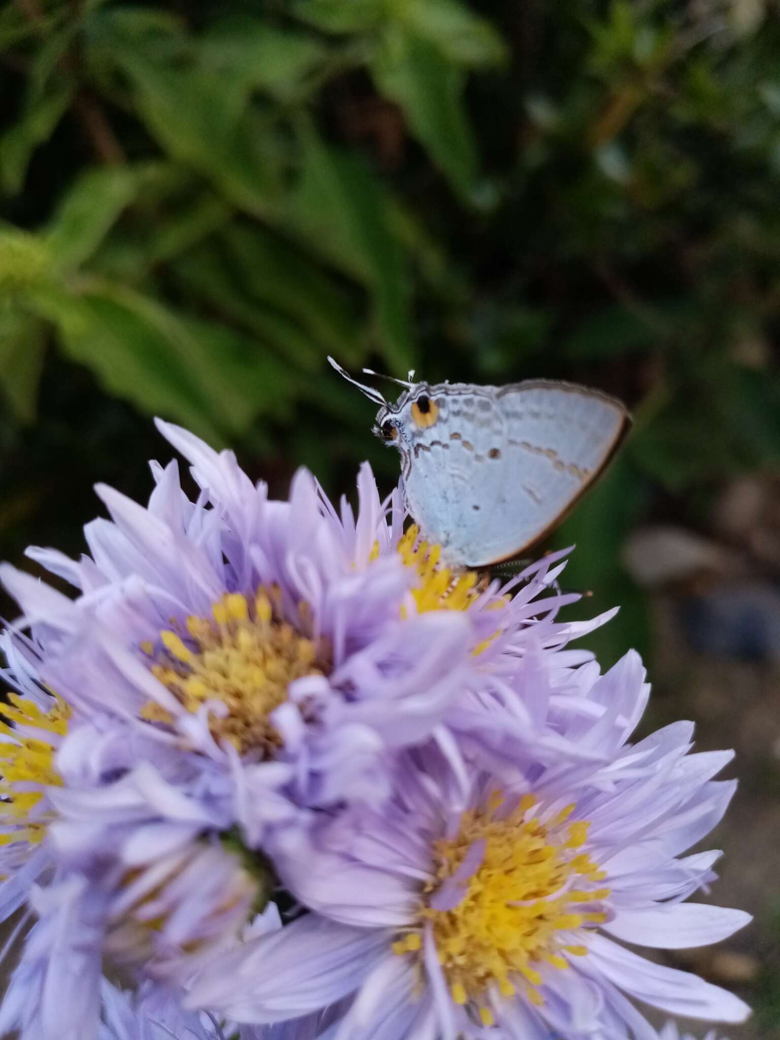 Слика од Hypolycaena sipylus Felder 1860