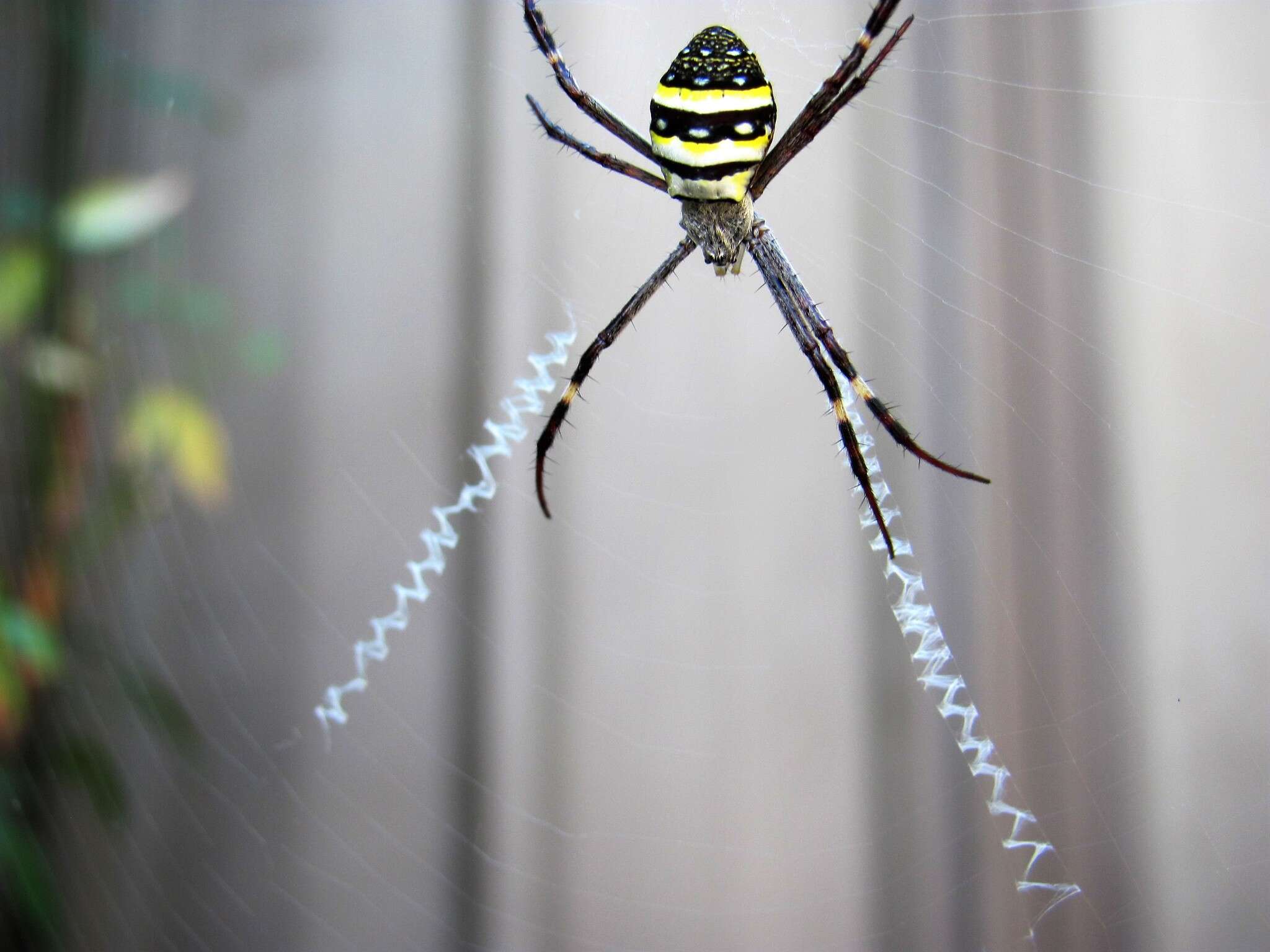 Imagem de Argiope keyserlingi Karsch 1878