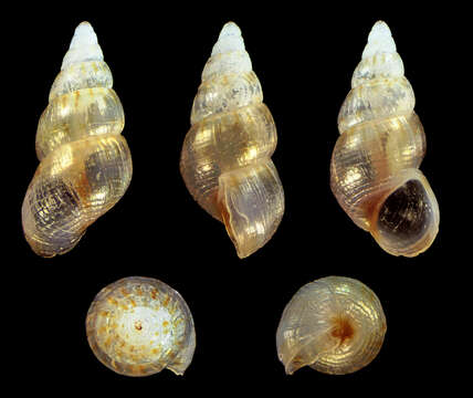 Image of Setia antipolitana (van der Linden & W. M. Wagner 1987)