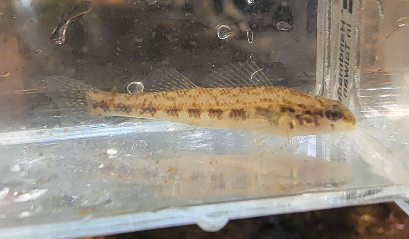 Plancia ëd Etheostoma pyrrhogaster Bailey & Etnier 1988