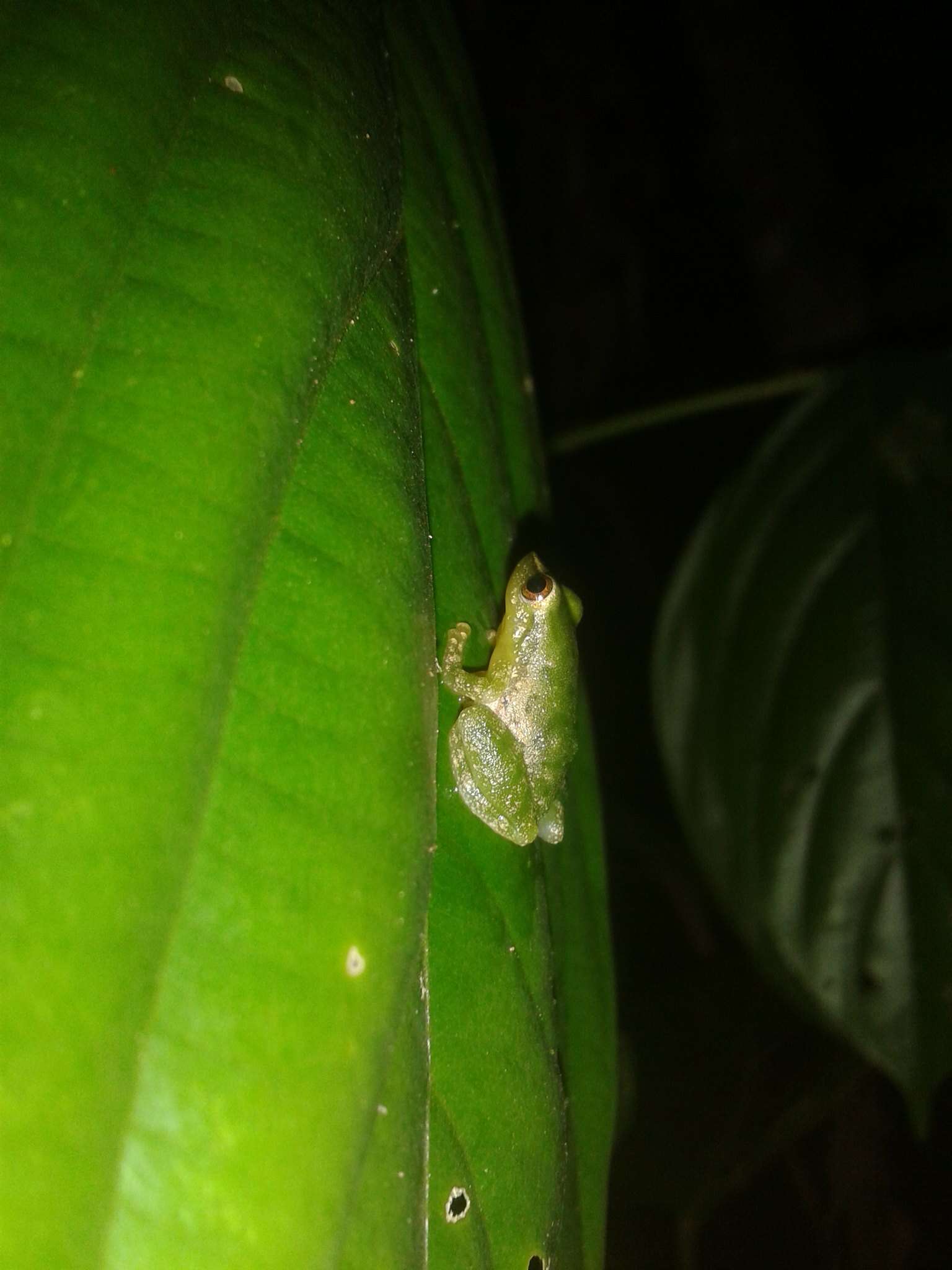 Image of Pristimantis omeviridis Ortega-Andrade, Rojas-Soto, Valencia, Espinosa de los Monteros, Morrone, Ron & Cannatella 2015