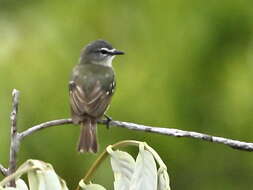 Image of White-lored Tyrannulet