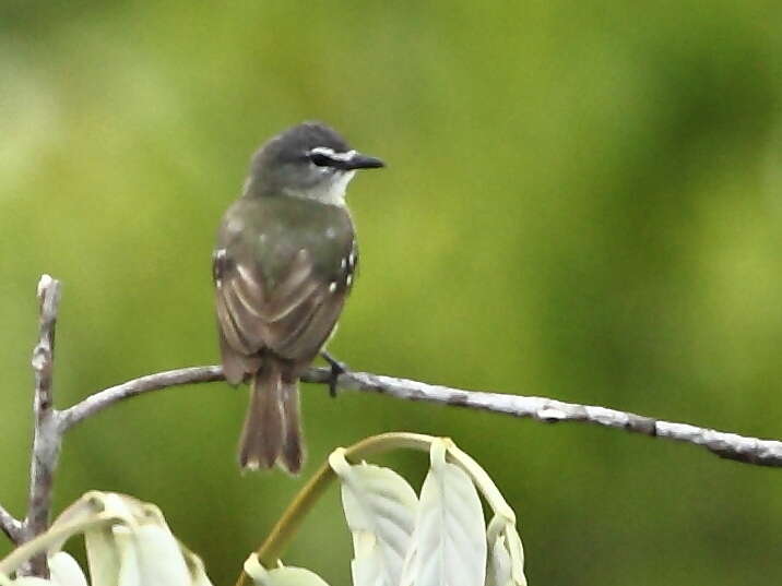 Image of White-lored Tyrannulet